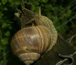 Schnecke