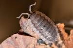 Porcellio spec