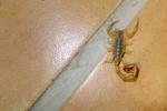 Skorpion (Fam. Ischneuridae)
