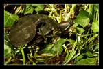 Schildkröten im Gartenteich