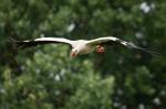 Storch1