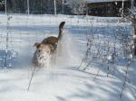 Toben im Schnee