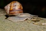 Weinbergschnecke