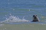 Seehund auf Helgoland