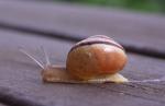 Schnecke1