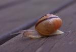 Schnecke1