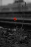 Mohn - CK