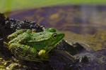 Frosch