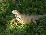 Leguan im Gras