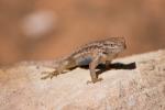 (46)	Canyon de Chelly - Eidechse am Wegesrand