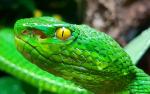 Trimeresurus albolabris 0.1