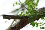 Gefleckte Buschschlange (Philothamnus semivariegatus)