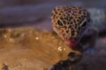 Leopardgecko 2