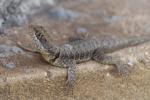 Tropidurus torquatus im Pantanal