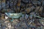 Iguana iguana Porto Joffre