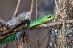 Boomslang