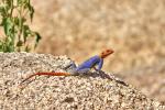 Agama planiceps