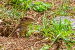 Ameiva ameiva