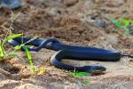 Black boomslang