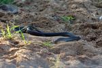 Black boomslang