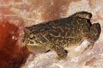 Bufo gutturalis