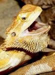 Pogona_vitticeps