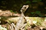 Basiliscus