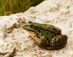 Grasfrosch_3