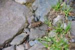 Kleiner Frosch II