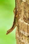 Anolis polylepis