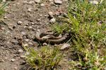 Würfelnatter (Natrix tessellata)