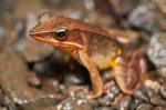 Lithobates warszewitschii