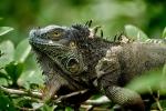 Grüner Leguan an der Leguanbrücke