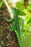 Basiliscus plumifrons