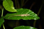 Anolis limifrons