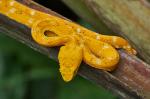 Cahuita NP Bothriechis schlegeli