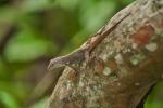 0,1 Anolis cristatellus in Manzanilla