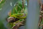 Grüne Mamba im Terra-Zoo