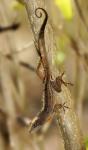 Anolis jubar gibarensis