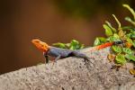 Agama africana