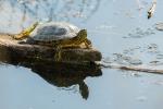 Wasserschildkröte