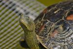 Schildkröte in Taiwan