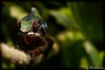 Pantherchamäleon (Furcifer pardalis)