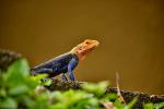 Agama africana