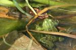 Frosch im Teich