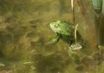 Frosch im Teich 3