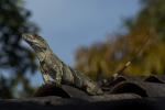 Garrobo - Nicaraguas Leguan