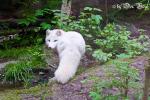 Schnee-Fuchs im Rostocker Zoo