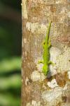 Grosser Madagaskar-Taggecko