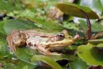 Wasserfrosch_2